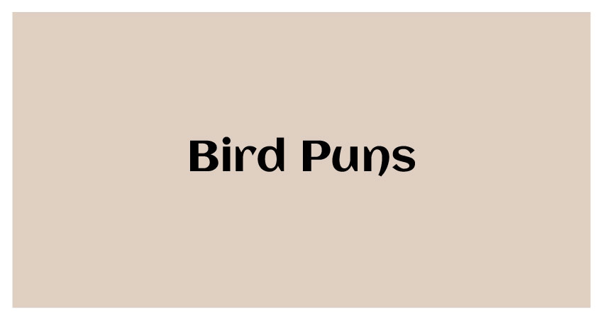Funny bird Puns