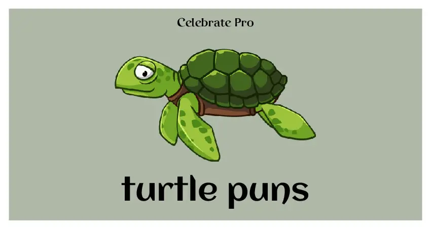 turtle puns list
