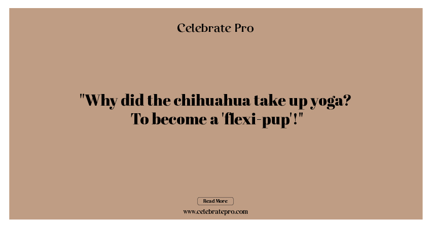 Funny Puns for Chihuahua